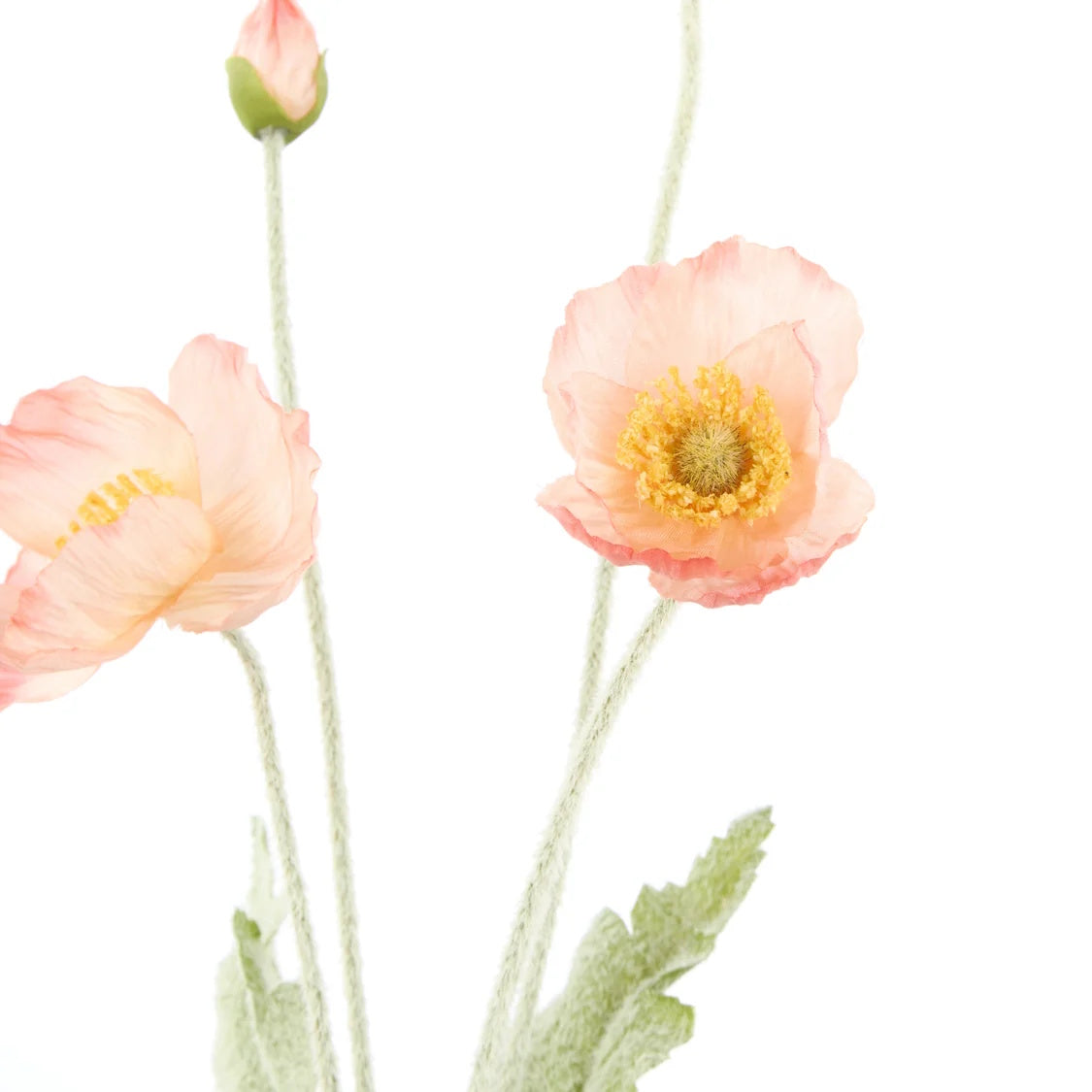 Rogue Poppy Spray Coral