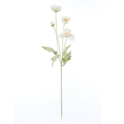 Rogue Poppy Spray Cream