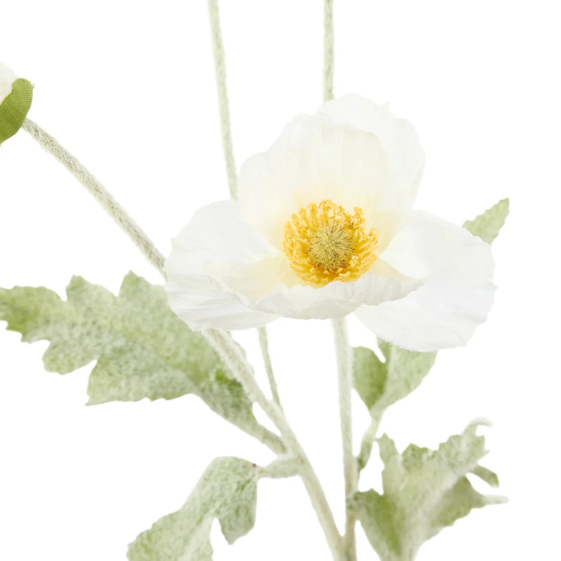 Rogue Poppy Spray Cream