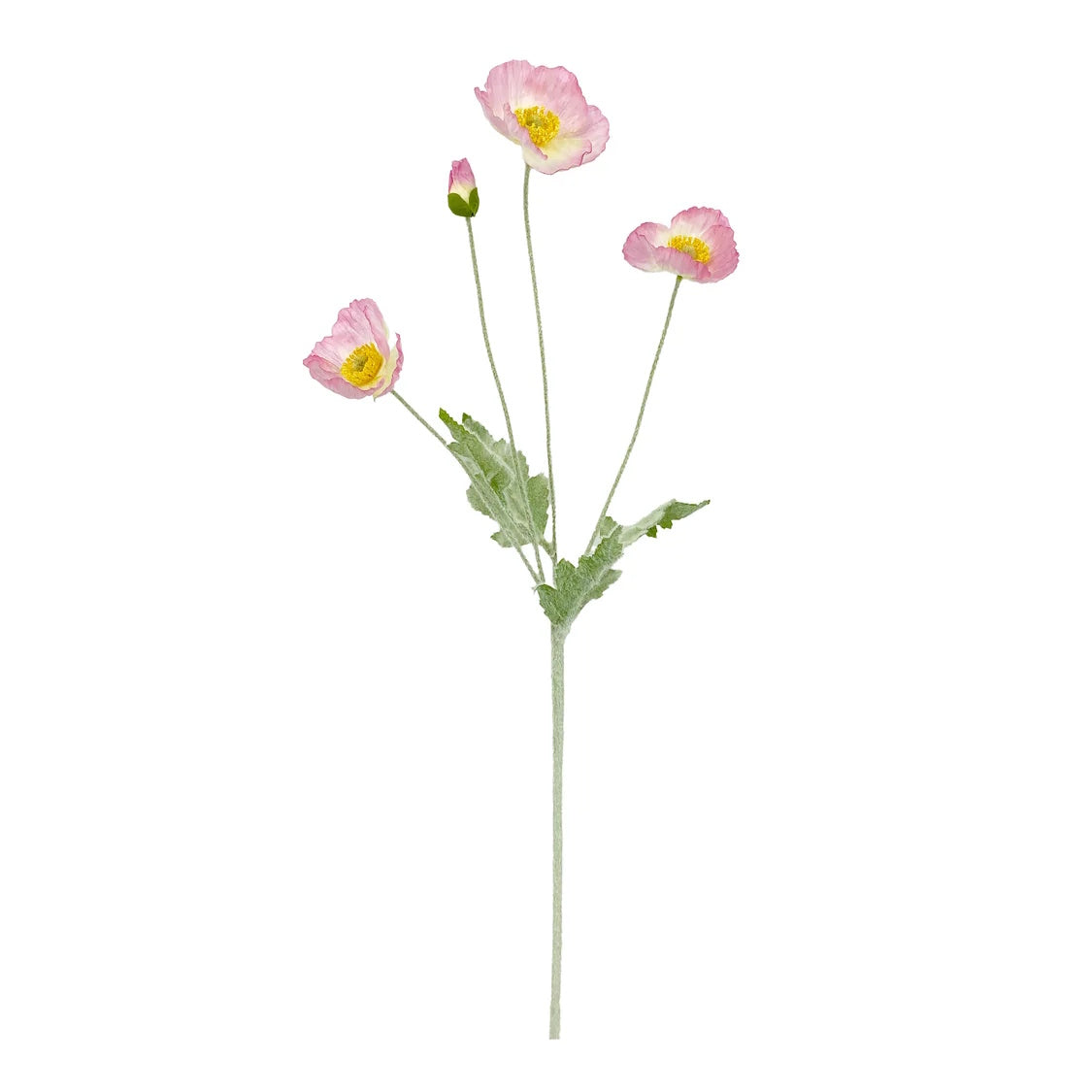 Rogue Poppy Spray Lilac