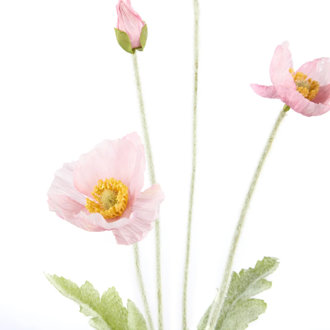Rogue Poppy Spray Pink