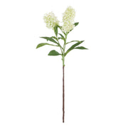 Rogue Skimmia Spray Cream