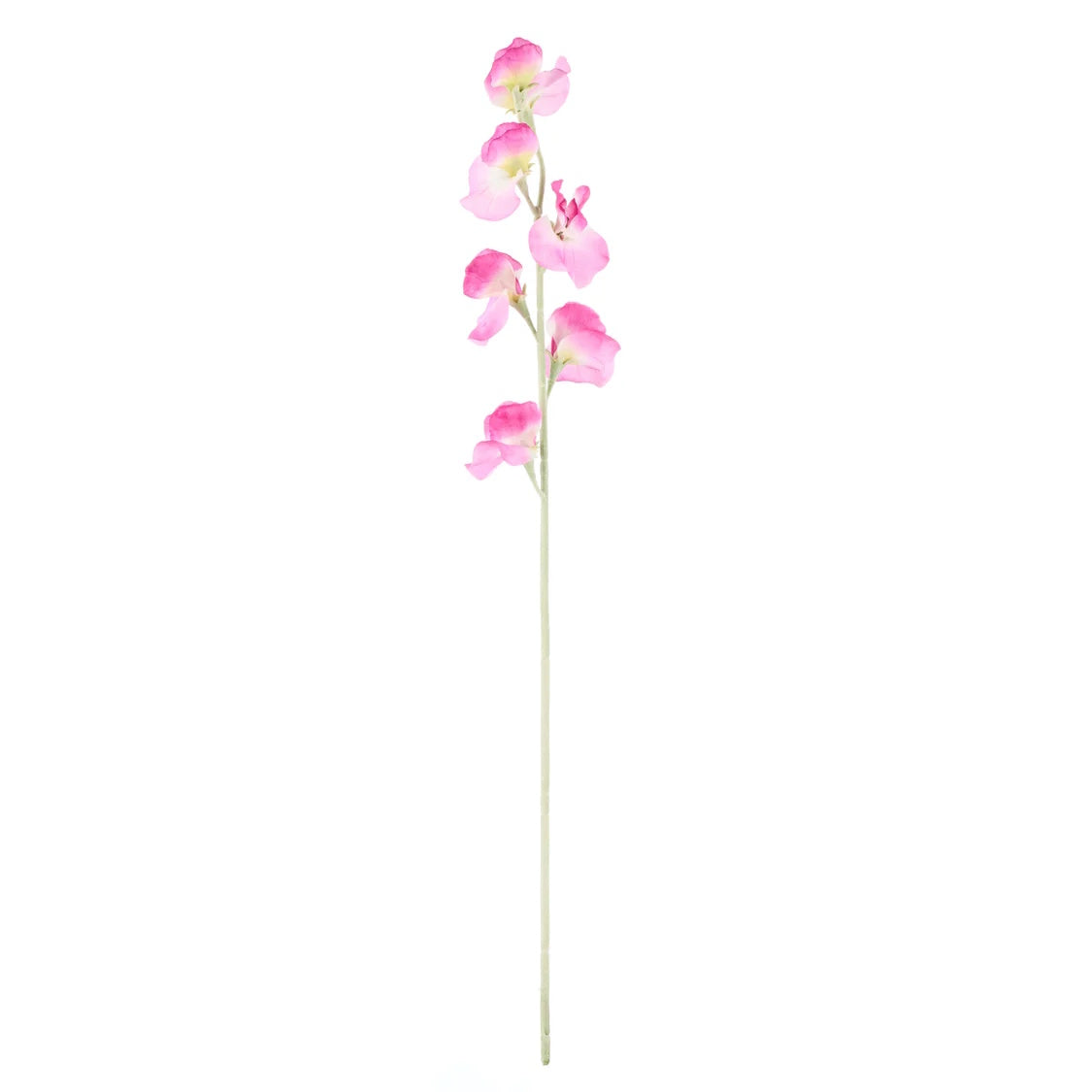 Rogue Sweet Pea Spray Purple
