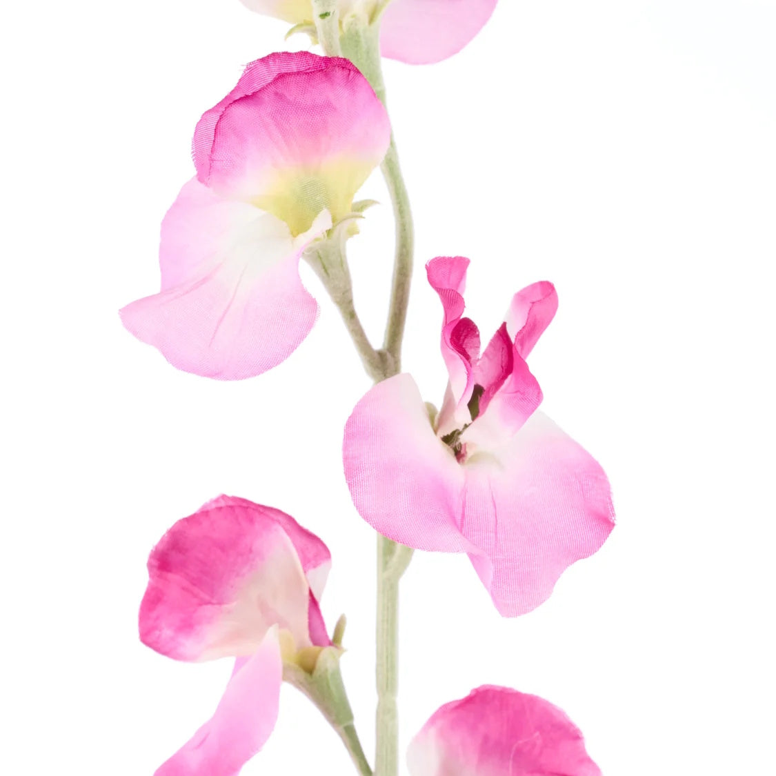 Rogue Sweet Pea Spray Purple