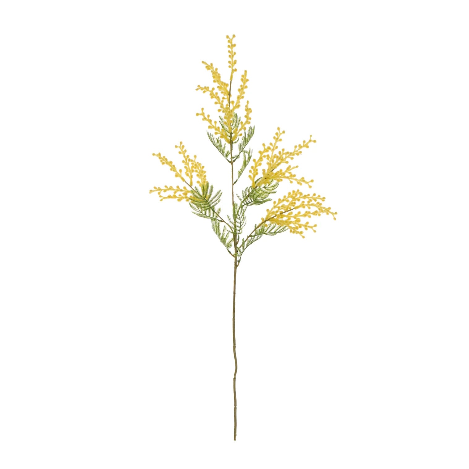 Rogue Wattle Spray Yellow