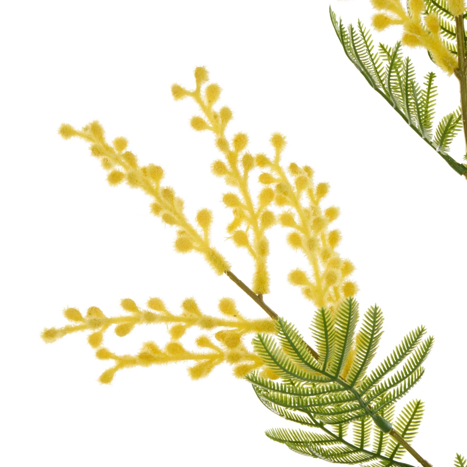 Rogue Wattle Spray Yellow